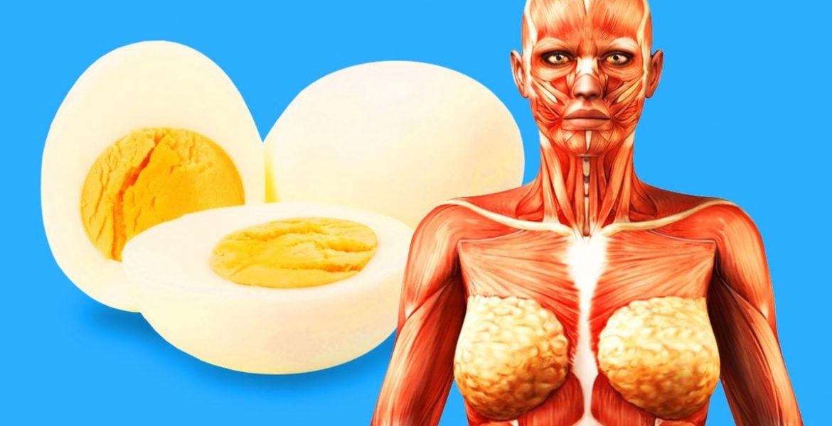 Полезните свойства на пилешките яйца са многократно подлагани на съмнение.